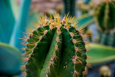 Koleksiyon sera içinde güzel dikenli kaktüs. Arka plan