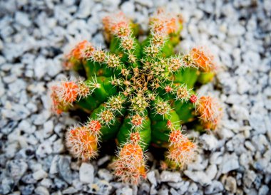 Koleksiyon sera içinde güzel dikenli kaktüs. Arka plan