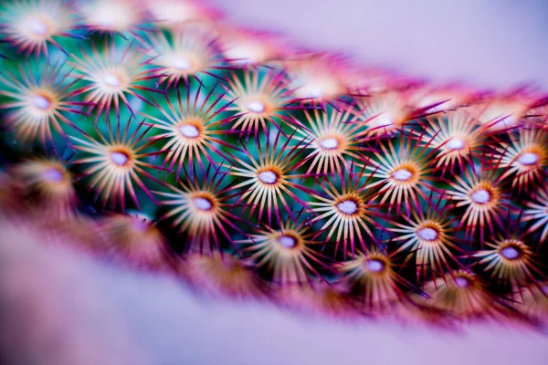 Dikenli kaktüs güzel makro çekimler. Arka plan ve dokular. Mikroskop altında