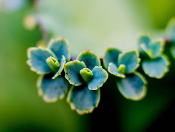 Belles Macro Photos Cactus Épineux Contexte Textures Microscope — Photo