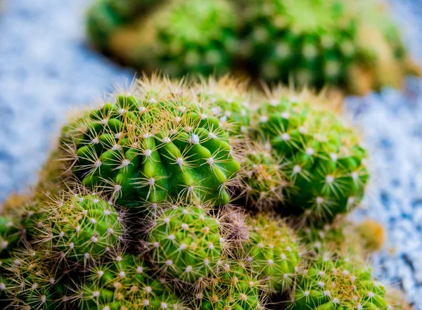 Gyönyörű Makró Felvételek Tüskés Kaktusz Háttér Textúra Mikroszkóp Alatt — Stock Fotó