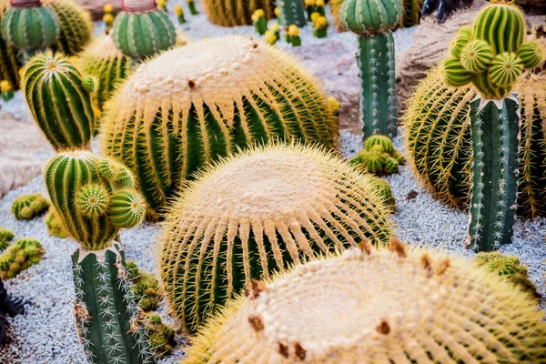 Collection Beautiful Prickly Cacti Greenhouse Background — Stock Photo, Image