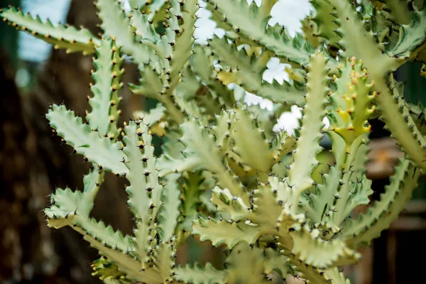 Colección Hermosos Cactus Espinosos Invernadero Contexto — Foto de Stock
