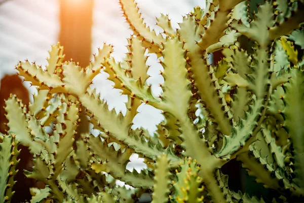 Collection Beaux Cactus Piquants Dans Serre Contexte — Photo