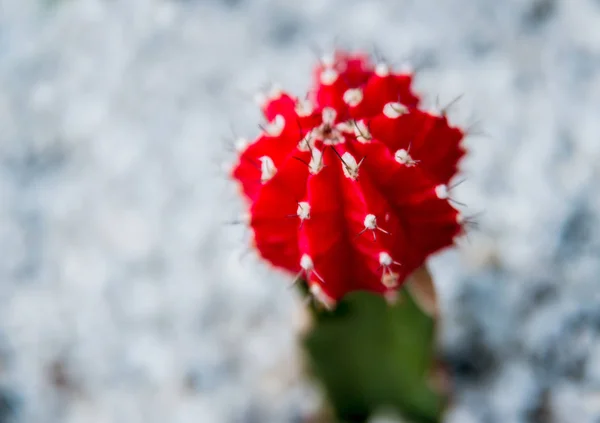 Hermosas Fotos Macro Cactus Espinoso Fondo Texturas Bajo Microscopio — Foto de Stock