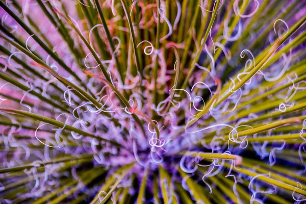 Dikenli kaktüs güzel makro çekimler. Arka plan ve dokular. Mikroskop altında