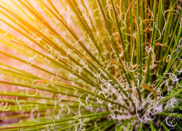 Belles Macro Photos Cactus Épineux Contexte Textures Microscope — Photo