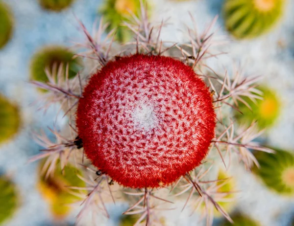 Dikenli Kaktüs Güzel Makro Çekimler Arka Plan Dokular Mikroskop Altında — Stok fotoğraf