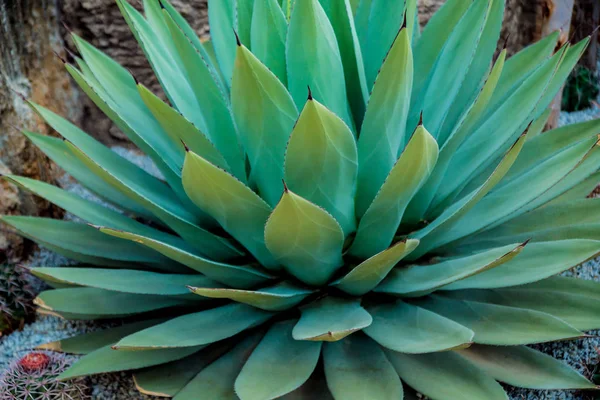 Vackra Makrobilder Taggig Kaktus Bakgrund Och Texturer Mikroskop — Stockfoto
