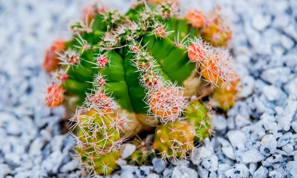 Gyűjtemény Gyönyörű Szúrós Kaktusz Üvegházban Háttér — Stock Fotó