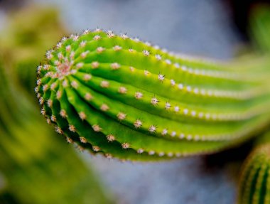 Dikenli kaktüs güzel makro çekimler. Arka plan ve dokular. Mikroskop altında