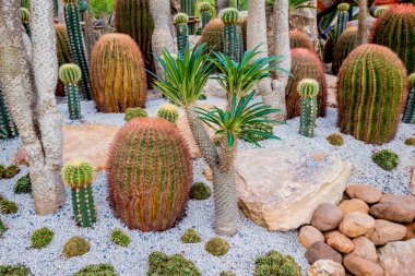 Koleksiyon sera içinde güzel dikenli kaktüs. Arka plan