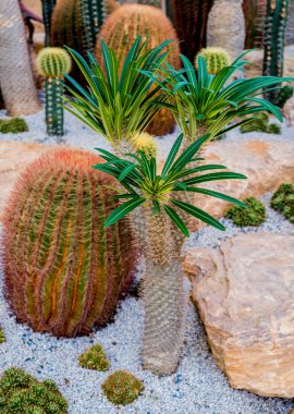 Koleksiyon sera içinde güzel dikenli kaktüs. Arka plan