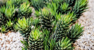 Koleksiyon sera içinde güzel dikenli kaktüs. Arka plan