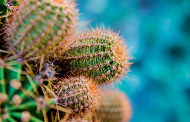 Dikenli kaktüs güzel makro çekimler. Arka plan ve dokular. Mikroskop altında