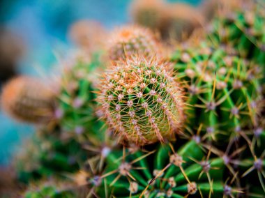 Dikenli kaktüs güzel makro çekimler. Arka plan ve dokular. Mikroskop altında