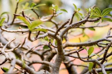 Renkli arka plan kapatın. Makro. çiçek ve yaprakları