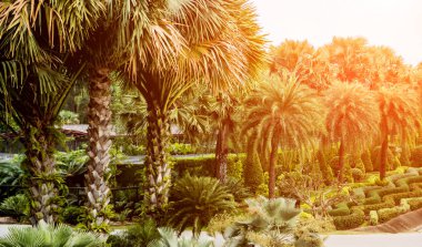 Tropikal Bahçe lüks manzara tasarımı. Güzel bir tropik bahçe manzarası.