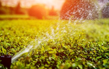 Tropikal Bahçe lüks manzara tasarımı. Tropikal Bahçe güzel manzara. Sulama