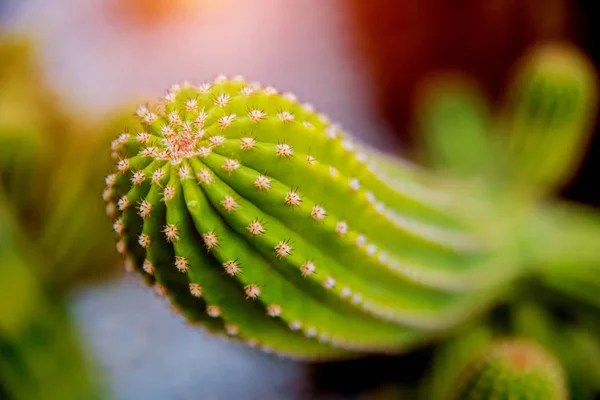 Belles Macro Photos Cactus Épineux Contexte Textures Microscope — Photo