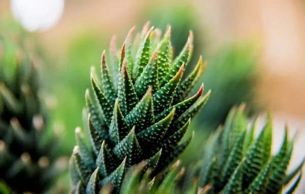 Belles Macro Photos Cactus Épineux Contexte Textures Microscope — Photo