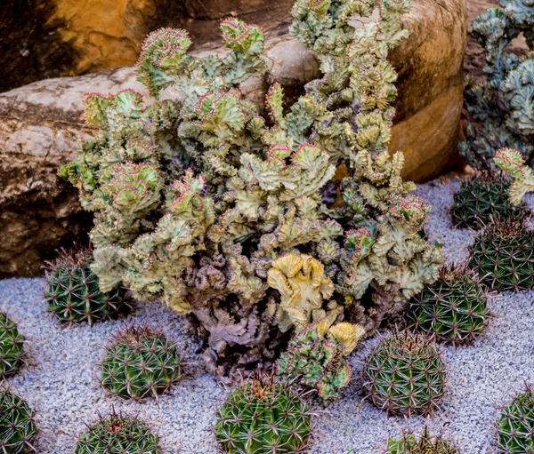 Samling Vackra Taggiga Kaktusar Växthuset Bakgrund — Stockfoto
