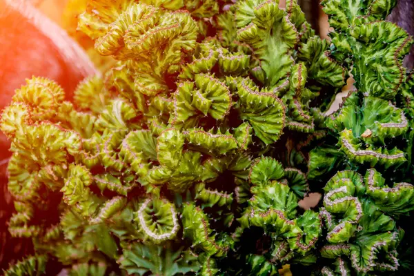 コレクション温室では美しいのとげのあるサボテン バック グラウンド — ストック写真