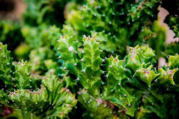 Beautiful Macro Shots Prickly Cactus Background Textures Microscope — Stock Photo, Image