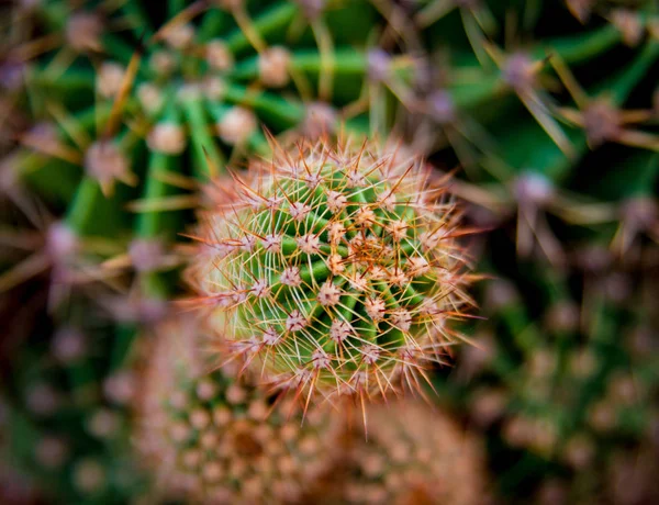 Nádherné Makro Záběry Pichlavý Kaktus Textury Pozadí Pod Mikroskopem — Stock fotografie
