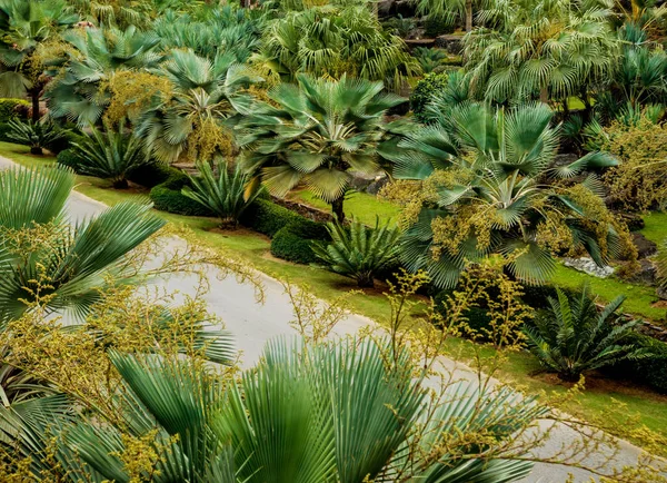 Luxuriöse Landschaftsgestaltung Des Tropischen Gartens Schöne Aussicht Auf Gepflegten Tropischen — Stockfoto