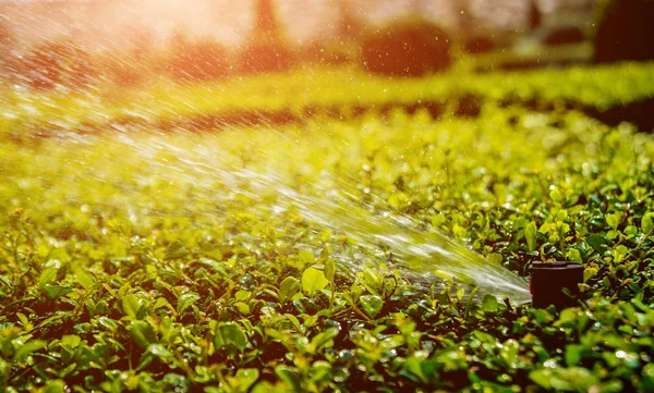 Luxuriöse Landschaftsgestaltung Des Tropischen Gartens Schöne Aussicht Auf Gepflegten Tropischen — Stockfoto