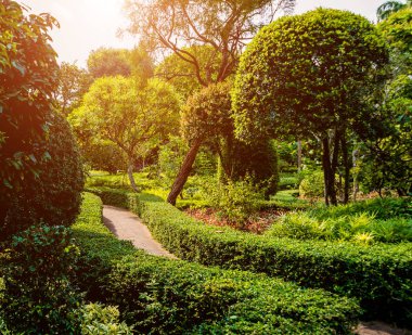 Tropikal Bahçe lüks manzara tasarımı. Güzel bir tropik bahçe manzarası.