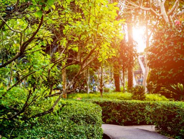 Tropikal Bahçe lüks manzara tasarımı. Güzel bir tropik bahçe manzarası.
