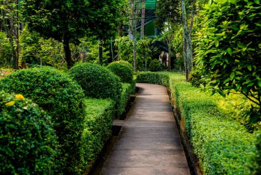 Tropikal Bahçe lüks manzara tasarımı. Güzel bir tropik bahçe manzarası.