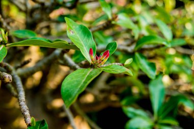 Tropikal Bahçe lüks manzara tasarımı. Güzel bir tropik bahçe manzarası.