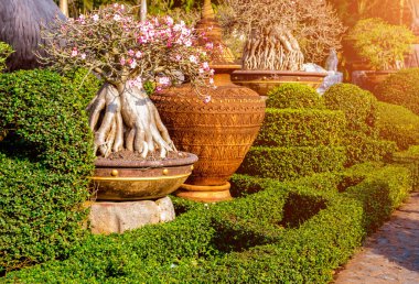Tropikal Bahçe lüks manzara tasarımı. Güzel bir tropik bahçe manzarası.