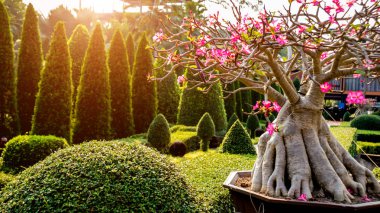 Tropikal Bahçe lüks manzara tasarımı. Güzel bir tropik bahçe manzarası.