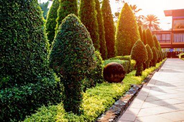 Tropikal Bahçe lüks manzara tasarımı. Güzel bir tropik bahçe manzarası.