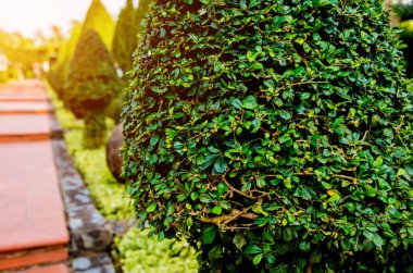 Tropikal Bahçe lüks manzara tasarımı. Güzel bir tropik bahçe manzarası.