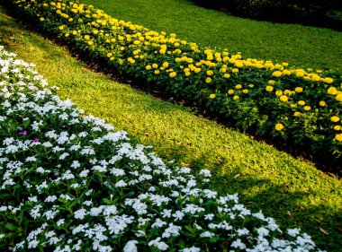 Tropikal Bahçe lüks manzara tasarımı. Güzel bir tropik bahçe manzarası.
