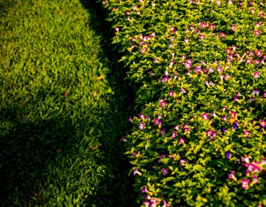 Tropikal Bahçe lüks manzara tasarımı. Güzel bir tropik bahçe manzarası.