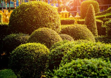 Tropikal Bahçe lüks manzara tasarımı. Güzel bir tropik bahçe manzarası.