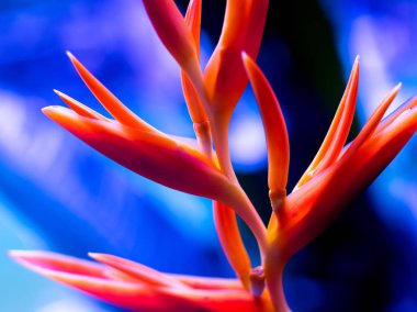 Renkli arka plan kapatın. Makro. çiçek ve yaprakları