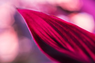 Renkli arka plan kapatın. Makro yaprak