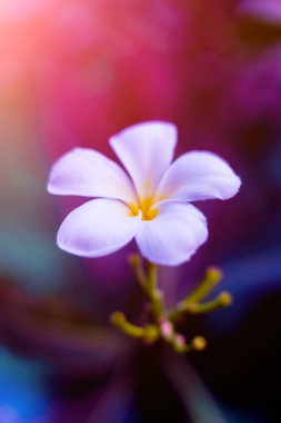 Renkli arka plan kapatın. Makro. çiçek ve yaprakları