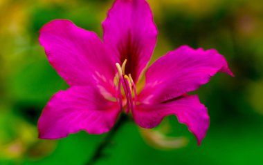 Renkli arka plan kapatın. Makro. çiçek ve yaprakları