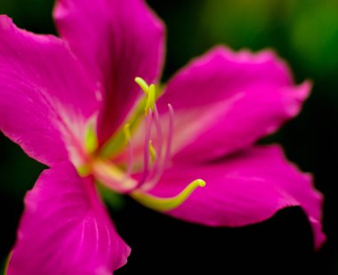 Renkli arka plan kapatın. Makro. çiçek ve yaprakları