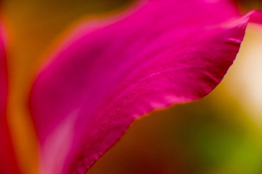 Renkli arka plan kapatın. Makro yaprak