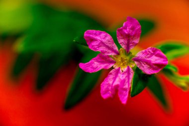 Renkli arka plan kapatın. Makro. çiçek ve yaprakları
