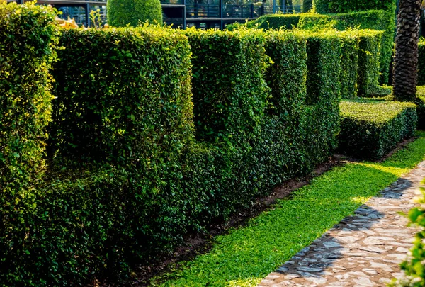 Diseño Paisaje Lujo Del Jardín Tropical Hermosa Vista Del Jardín — Foto de Stock